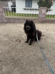 Lost Male Dog last seen Osbun rd & e foothill dr, San Bernardino, CA 92404