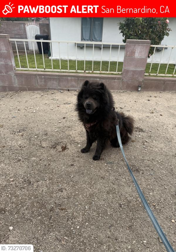 Lost Male Dog last seen Osbun rd & e foothill dr, San Bernardino, CA 92404