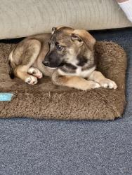 Reunited Male Dog last seen East Jewell and Watkins Rd., Aurora, CO 80137
