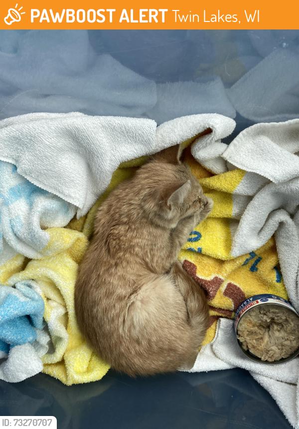 Found/Stray Unknown Cat last seen Parkway Terrace, Twin Lakes, WI 53181