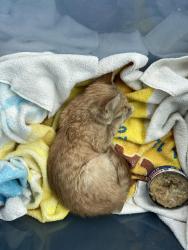 Found/Stray Unknown Cat last seen Parkway Terrace, Twin Lakes, WI 53181