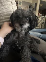 Reunited Male Dog last seen Saint Elizabeth drive, San Jose, CA 95126