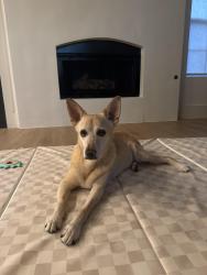 Reunited Unknown Dog last seen Park glen elementary, Fort Worth, TX 76137