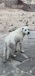 Lost Male Dog last seen Fountain, Fountain, CO 80817