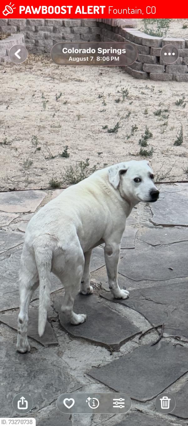Lost Male Dog last seen Fountain, Fountain, CO 80817