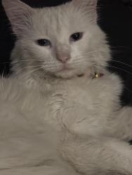 Lost Female Cat last seen Centerpoint Church and its neighboring park, Colton, CA 92324