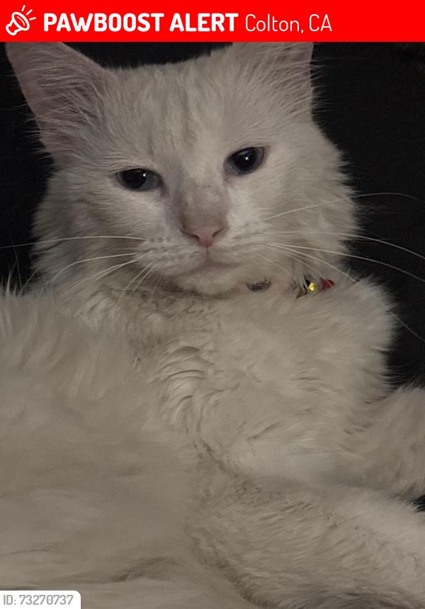 Lost Female Cat last seen Centerpoint Church and its neighboring park, Colton, CA 92324