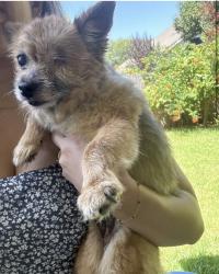 Reunited Unknown Dog last seen Park glen elementary, Fort Worth, TX 76137