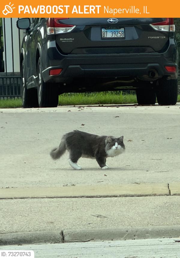 Found/Stray Unknown Cat last seen Newmarket Dr and Woodall, Naperville, IL 60564