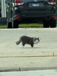 Found/Stray Unknown Cat last seen Newmarket Dr and Woodall, Naperville, IL 60564