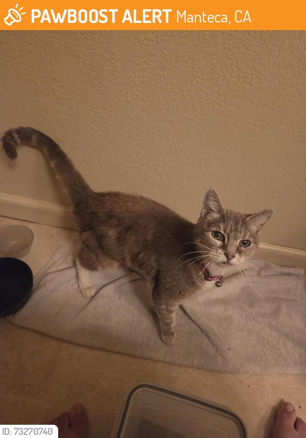 Found/Stray Female Cat last seen S Vasconcellos and 120 Manteca, Manteca, CA 95336