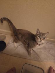 Found/Stray Female Cat last seen S Vasconcellos and 120 Manteca, Manteca, CA 95336