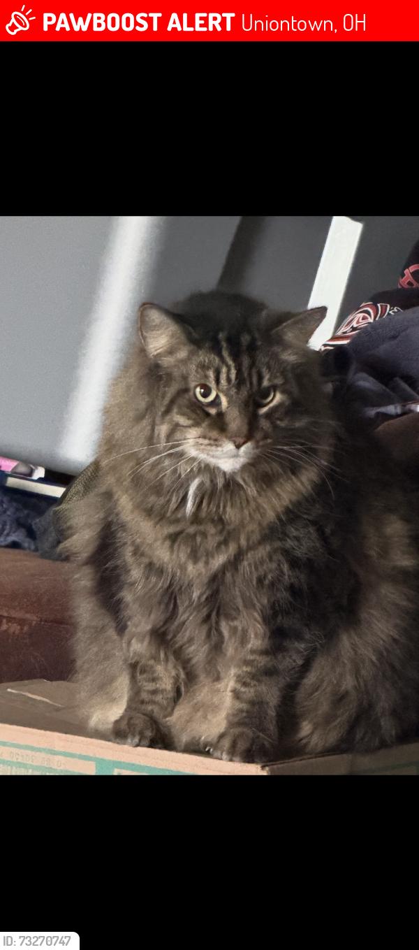 Lost Male Cat last seen Montford Circle uniontown, ohio, Uniontown, OH 44685