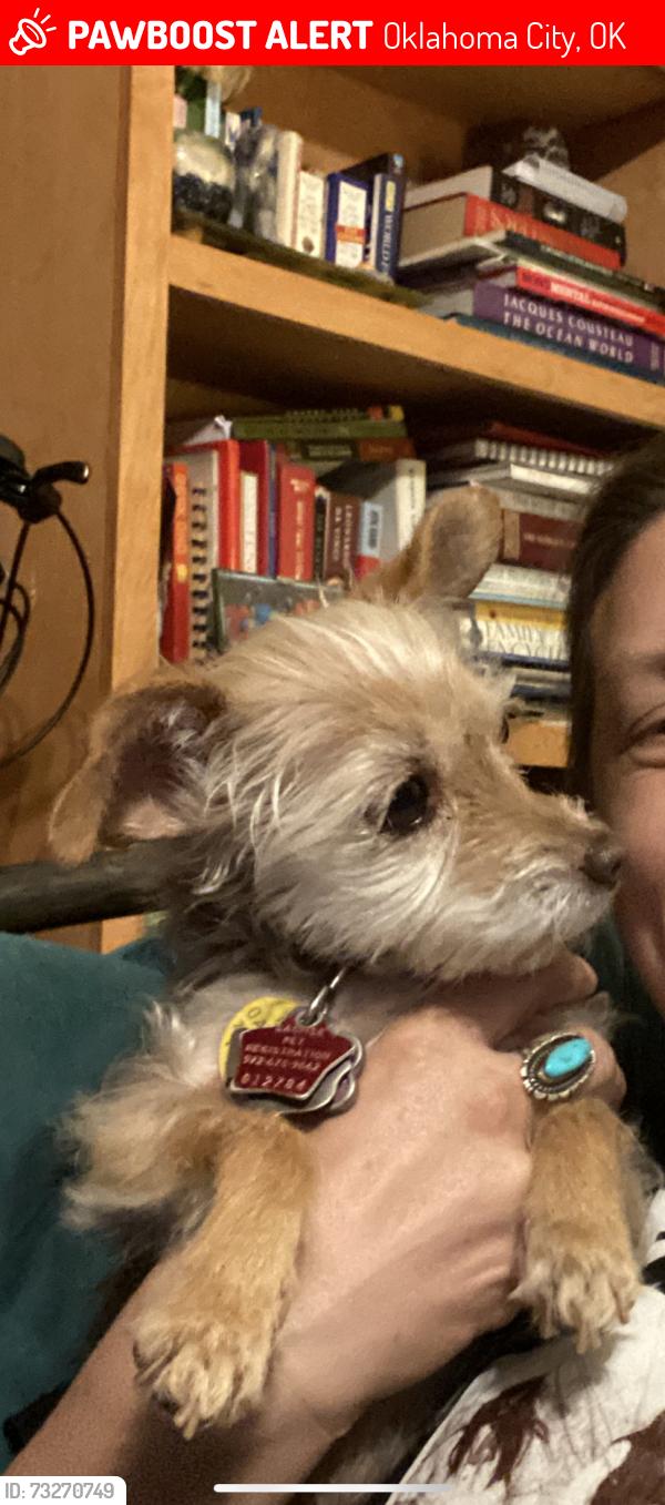 Lost Female Dog last seen N portland, Oklahoma City, OK 73112