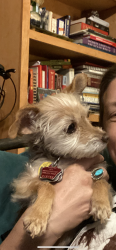 Lost Female Dog last seen N portland, Oklahoma City, OK 73112