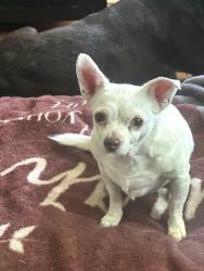 Reunited Female Dog last seen Schroeder and 10 mile, Eastpointe, MI 48021