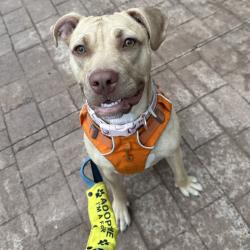 Shelter Stray Female Dog last seen , Animal Care & Control Team of Philly, 111 W Hunting Park Ave, Philadelphia, PA 19140, USA