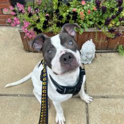Shelter Stray Male Dog last seen , Animal Care & Control Team of Philly, 111 W Hunting Park Ave, Philadelphia, PA 19140, USA
