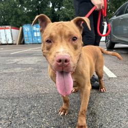 Shelter Stray Male Dog last seen , Animal Care & Control Team of Philly, 111 W Hunting Park Ave, Philadelphia, PA 19140, USA