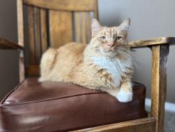Lost Male Cat last seen Ustick & Middleton, Nampa, ID 83687