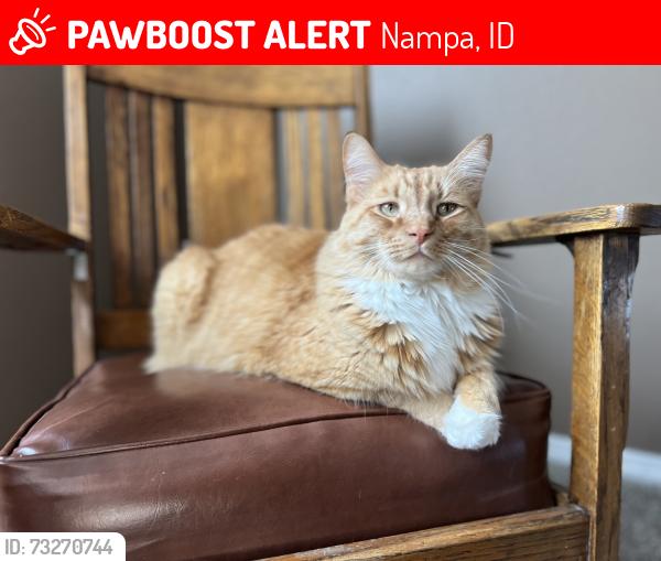 Lost Male Cat last seen Ustick & Middleton, Nampa, ID 83687