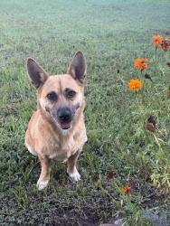 Found/Stray Female Dog last seen Markwood Lane, Houston, TX 77053