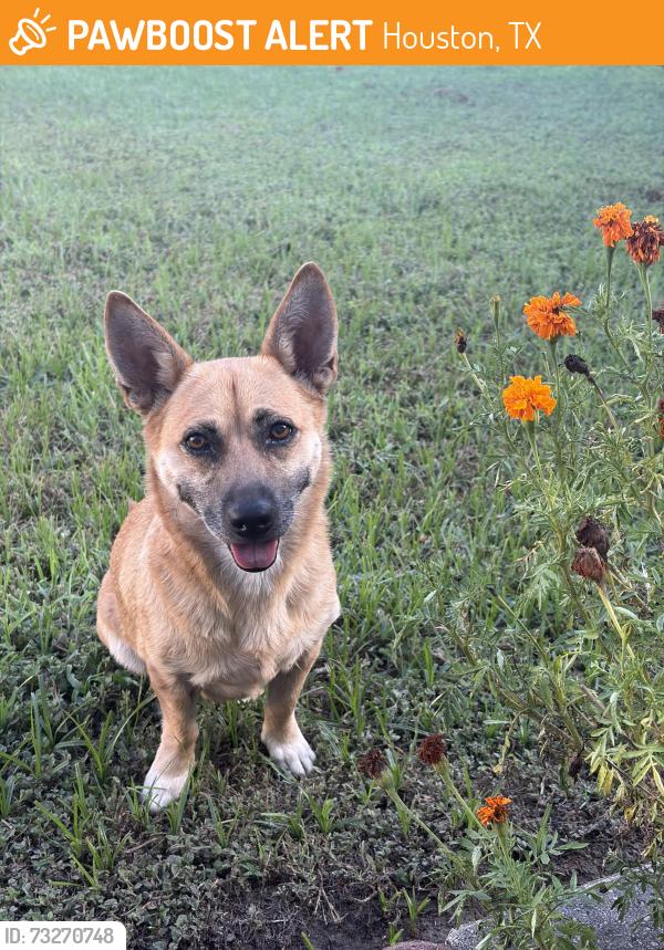 Found/Stray Female Dog last seen Markwood Lane, Houston, TX 77053