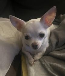 Reunited Male Dog last seen Brittain Road Preston Avenue two blocks from the Dry club, Akron, OH 44305