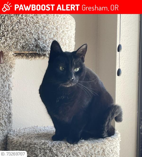 Lost Female Cat last seen SW Redfern Place and SW 20th St., Gresham, Gresham, OR 97080