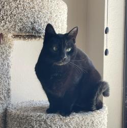 Lost Female Cat last seen SW Redfern Place and SW 20th St., Gresham, Gresham, OR 97080