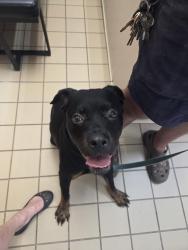 Found/Stray Female Dog last seen Hooch boat ramp near sand town, Atlanta, GA 30311