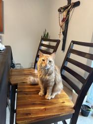 Lost Male Cat last seen Wichita, Wichita, KS 67204