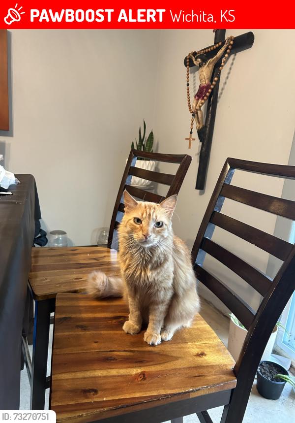 Lost Male Cat last seen Wichita, Wichita, KS 67204