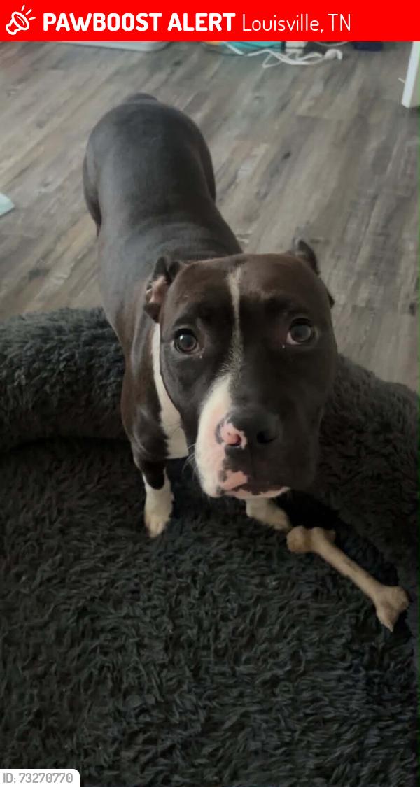 Lost Female Dog last seen Near Mentor rd, Louisville, TN 37777