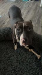 Lost Female Dog last seen Near Mentor rd, Louisville, TN 37777