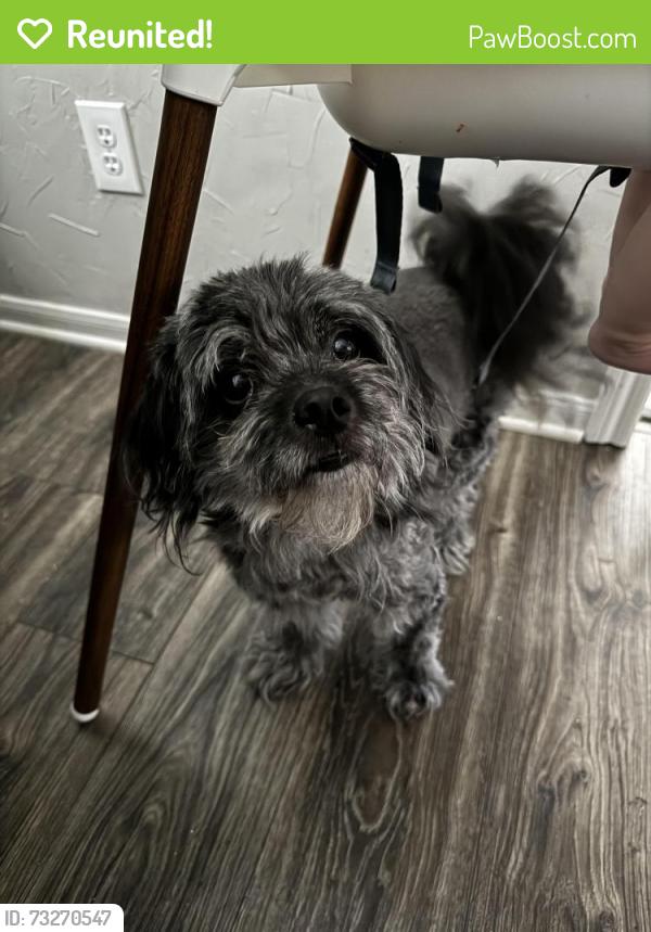 Reunited Male Dog last seen Gettysburg neighborhood, Tomball, TX 77377