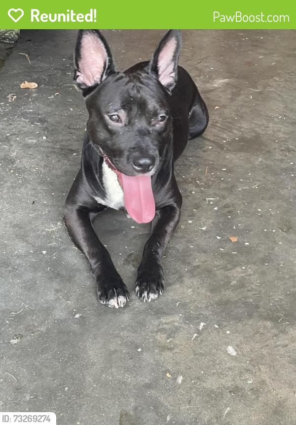 Reunited Male Dog last seen Moss Pointe Trail N in Chimney Lakes, Jacksonville, FL 32244