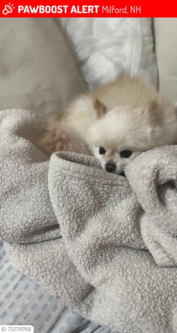 Lost Female Dog last seen James street Milford nh, Milford, NH 03055