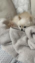 Lost Female Dog last seen James street Milford nh, Milford, NH 03055