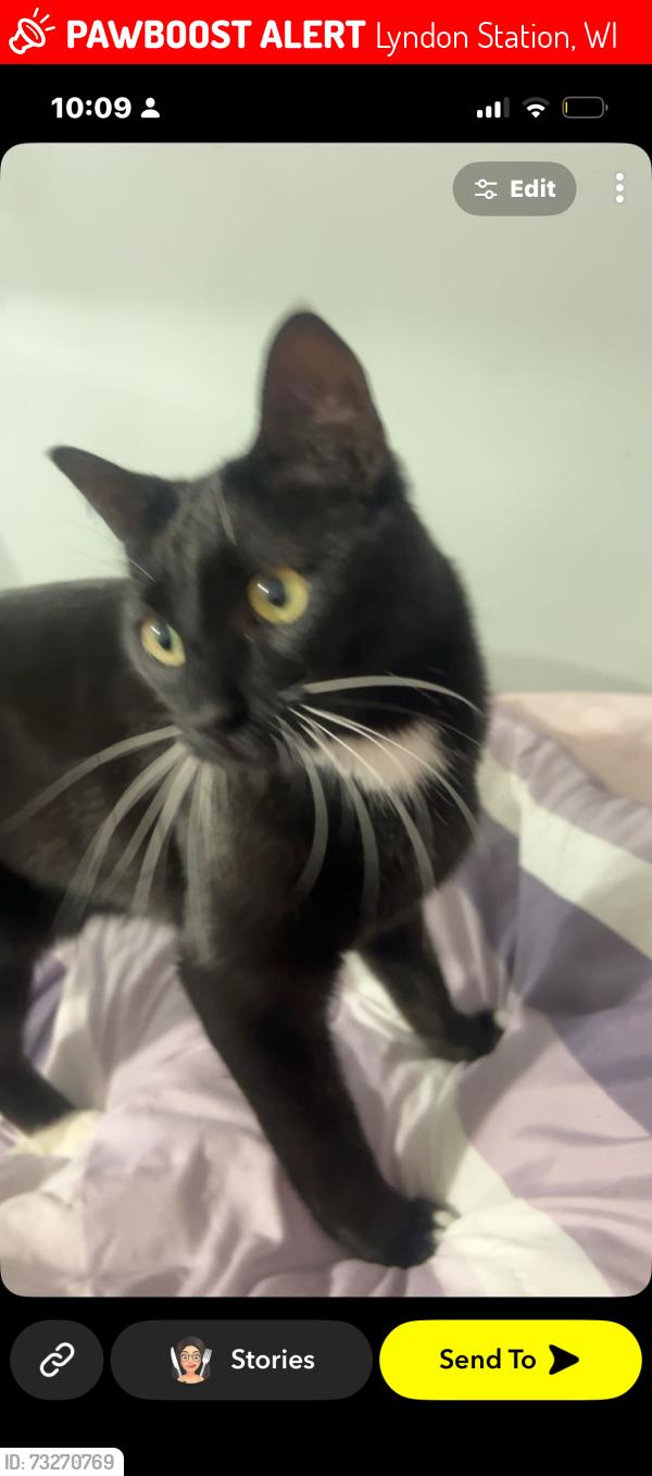 Lost Male Cat last seen Lyndon station, Lyndon Station, WI 53944