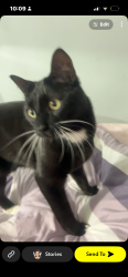 Lost Male Cat last seen Lyndon station, Lyndon Station, WI 53944