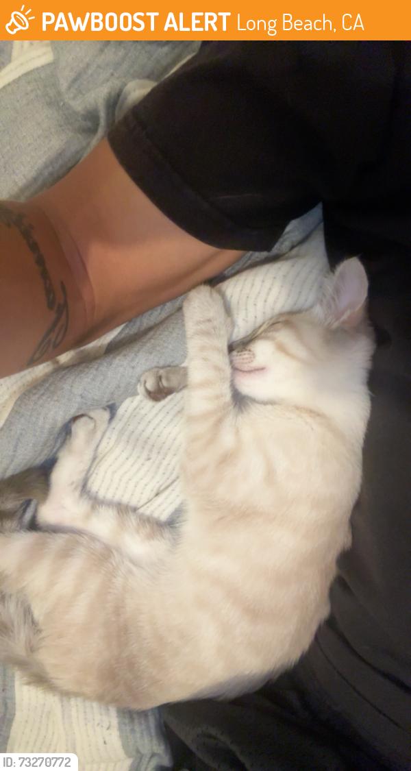 Found/Stray Female Cat last seen Spring st and monogram ave, Long Beach, CA 90808
