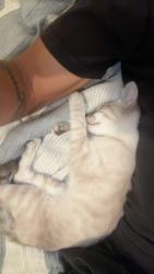 Found/Stray Female Cat last seen Spring st and monogram ave, Long Beach, CA 90808