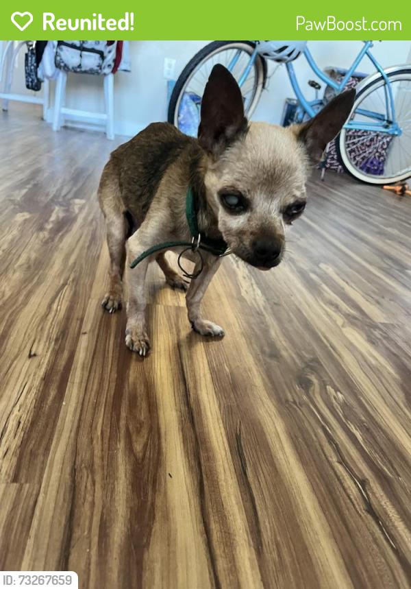 Reunited Male Dog last seen The veranda apmt, Denton, TX 76209