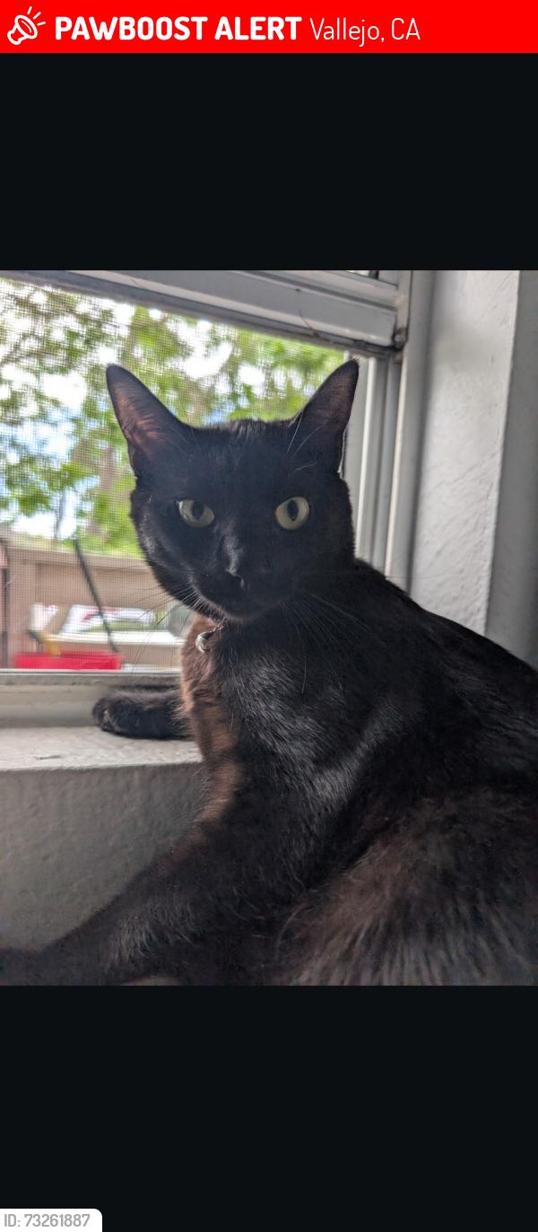 Lost Female Cat last seen Cadloni Ln and Foothill Dr, Vallejo, CA 94591