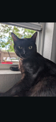 Lost Female Cat last seen Cadloni Ln and Foothill Dr, Vallejo, CA 94591