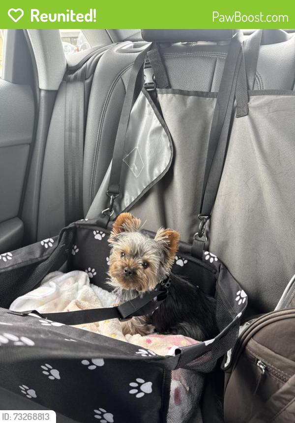Reunited Female Dog last seen Bankfield and barlow, Loudoun County, VA 20197