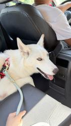 Found/Stray Female Dog last seen South Blv, Charlotte, NC 28217