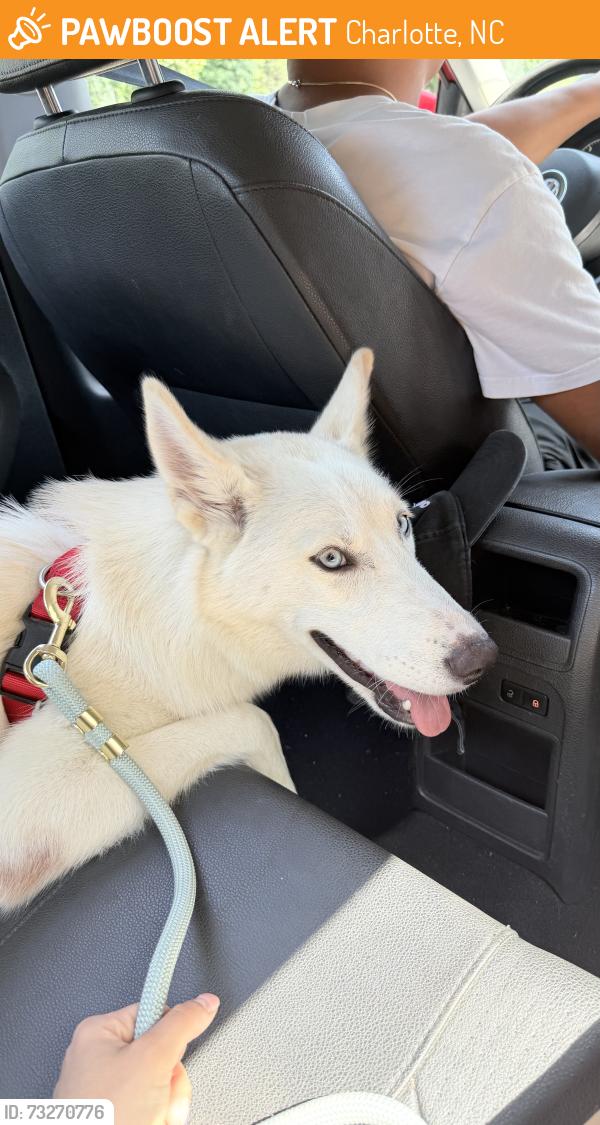 Found/Stray Female Dog last seen South Blv, Charlotte, NC 28217