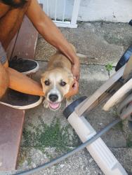 Found/Stray Unknown Dog last seen Stonewall and Snowden, Memphis, TN 38107